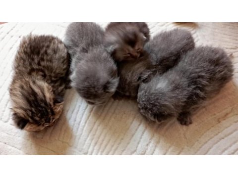 British shorthair minikler hazır