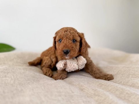 Safkan oyuncak bebeğim toy poodle 