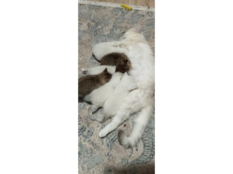 2 mart doğumlu british shorthair yavrular