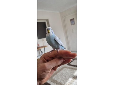 Full evcil ele kola gelen muhabbet kuşu