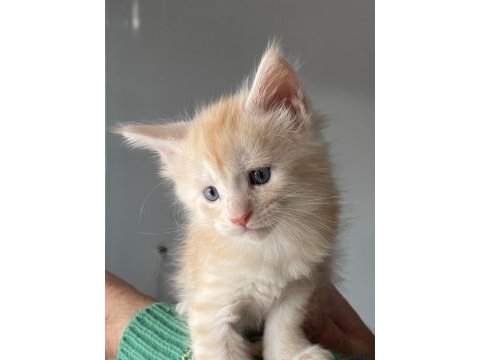 Anne ve babası şecereli maine coon yavruları