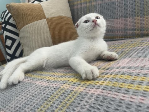 Erkek ve dişi karışık kendi kedilerim