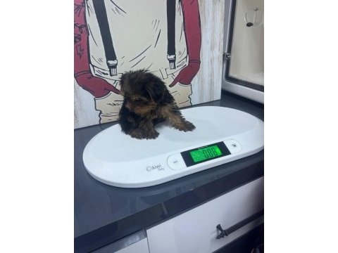 Yorkshire terrier bebeklerim yeni yuvasını arıyor