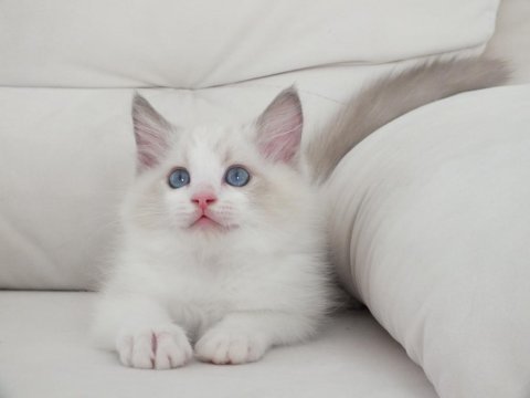 Full şecereli ragdoll yavruları