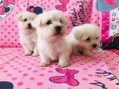 Maltese terrier 45 günlük bebekler