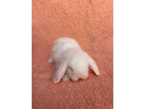 Hollanda teddy lop tavşanı