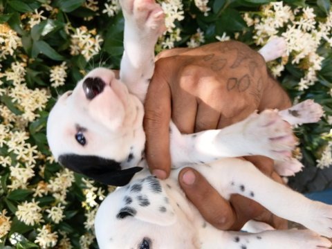 Dalmaçyalı yavru köpeklerimiz
