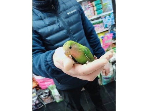 45 günlük bebek sevda papağanları gelmiştir