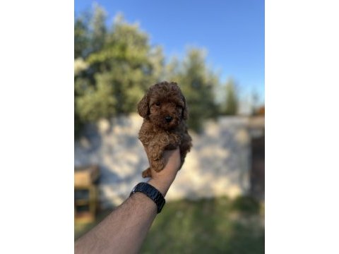 Sağlık ve ırk garantili toy poodle yavrularımız 