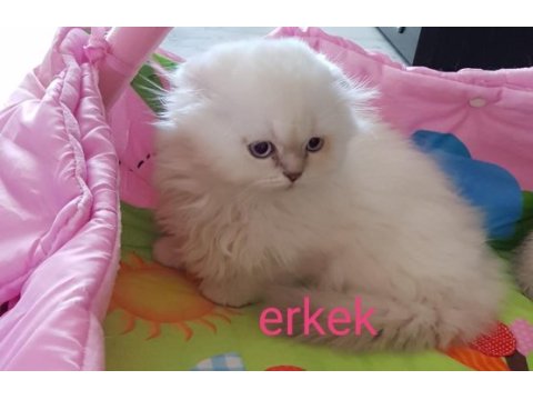 Scottish fold beyaz mavi gözlü erkek