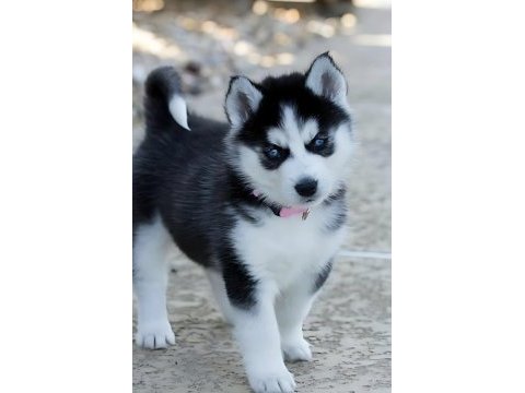 Sibirya kurdu husky