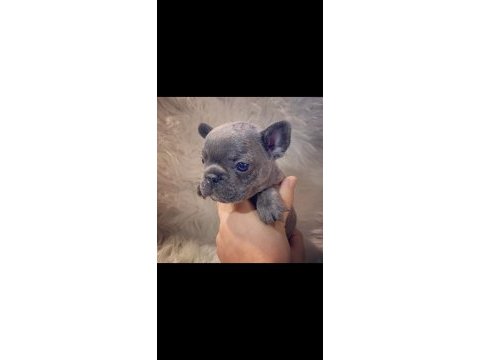 Irk standartlarında blue mavi gözlü french bulldog yavrular