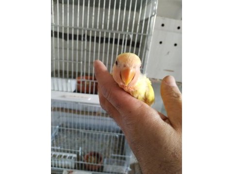 Bebek sevda papağanları (ertuğ papağan evi)