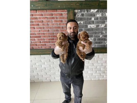 Wc eğitimli maltipo yavrulr ankara mağazamzda görün