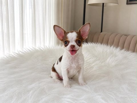 Wc eğitimli mini boy chihuahua