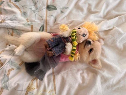 Harika chihuahua yavruları
