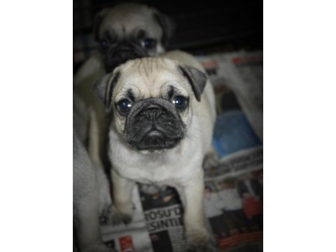 Pug mops yavrularım