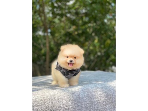 Yeni evlerine gitmeye hazır pomeranian yavruları