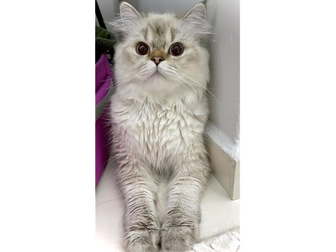 15 aylık erkek british longhair