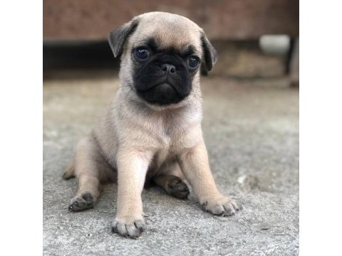 Mops erkek dişi uygun pug