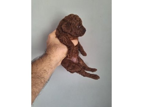 Poodle bebekler