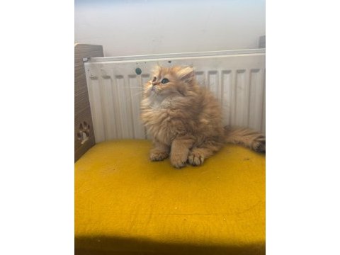 British longhair dişi kedimiz