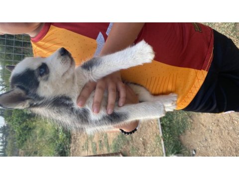 Safkan husky sibirya kurdumuz