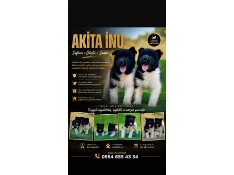 Amerikan akita ınu premıum yavrular