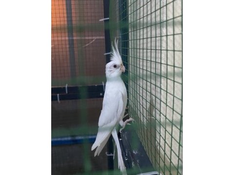 İmalattan sultan papağanı yavru ve damızlıklar