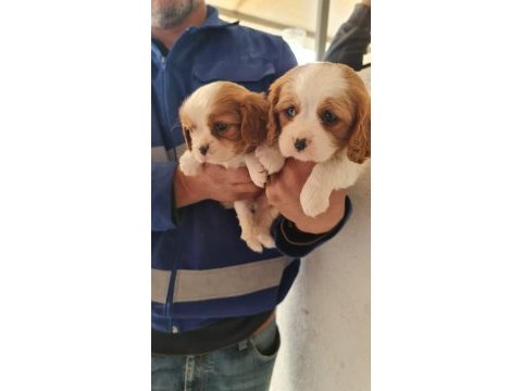 Cavalier king charles dişi ve erkek köpekler