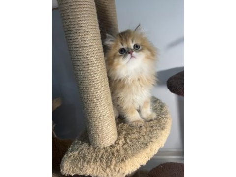 British longhair golden by12 dişi