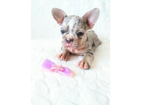 Egzotic french bulldog yavruları