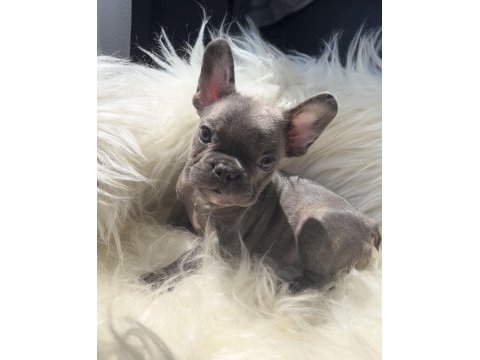 Oyuncu french bulldog yavrular