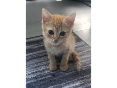 British shorthair yavrularım
