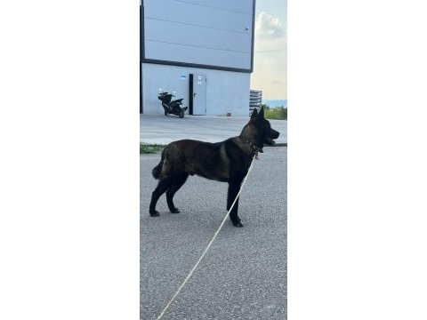 Akita 9 aylik erkek