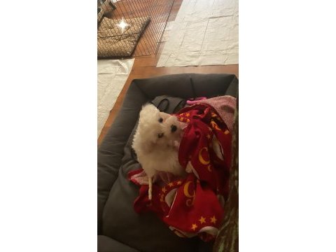 2 aylık dişi maltese terrier