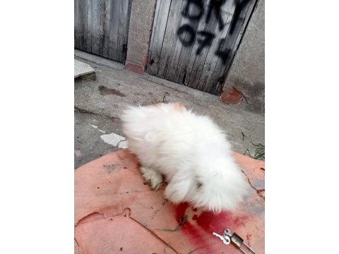 Üç adet hollanda lopu ve iki adet angora tavşanı