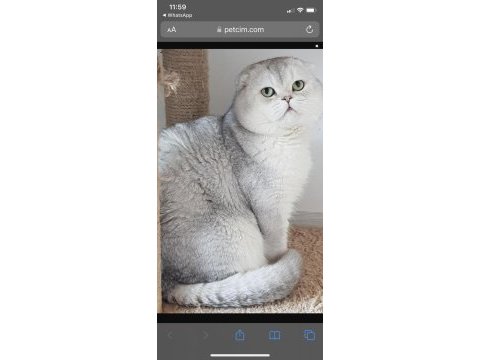 Scottish fold yavrular