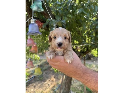 Maltipoo babyface yavrularımız