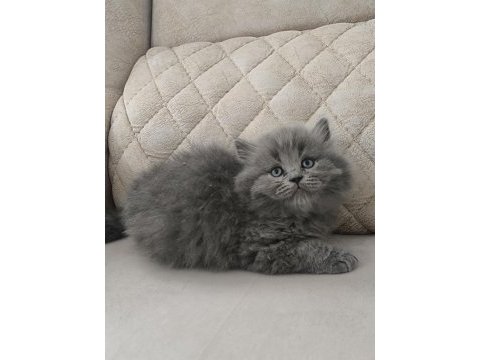 British shorthair şecereli orjinal yavrular