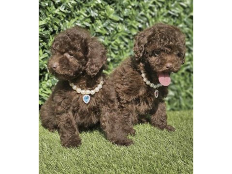 Toy poodle köpekler