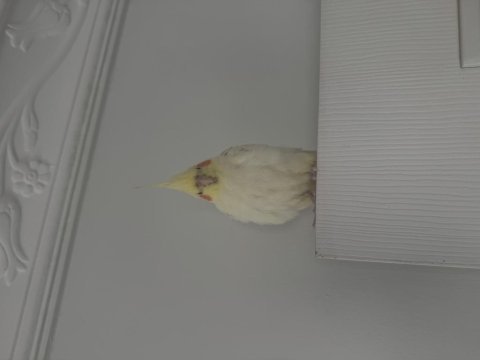 Erkek lutino sultan papağanı