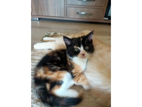 British shorthair kırma