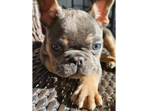Güzeller güzeli french bulldog bebeklerimiz