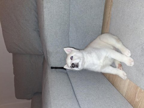 Safkan white maskeli kızıl husky bebek