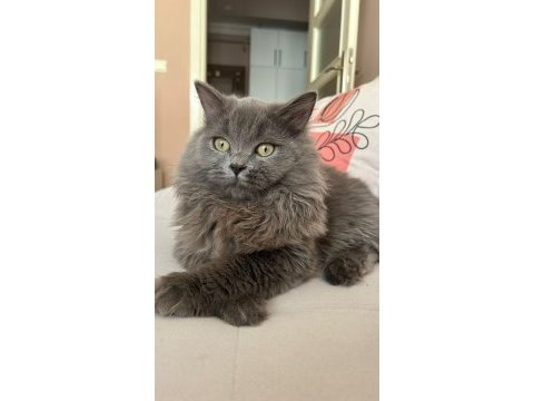 Kedimzie eş aranmaktadır