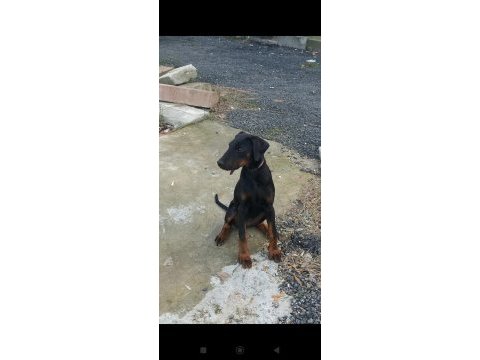 Dişi doberman 2.5 aylık