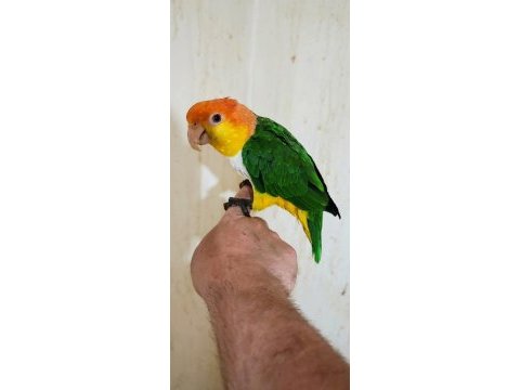 Full evcil maskot portakal kafa caique