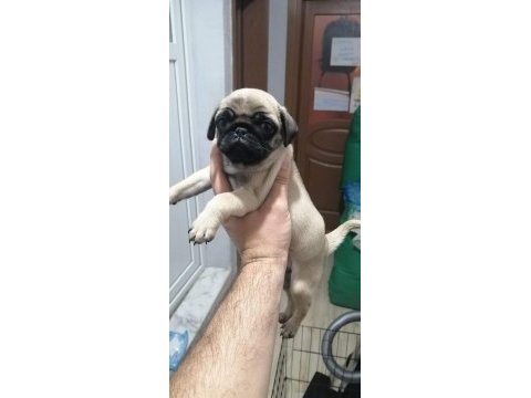 Muhteşem pug bebek köpekler