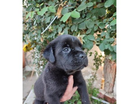 (sdk) çiftlikten cane corso yavrular